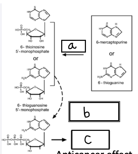 <p>What enzyme is acting at <strong>A</strong>?</p><p>What is added at <strong>B</strong>?</p><p>What happens at <strong>C</strong>?</p>