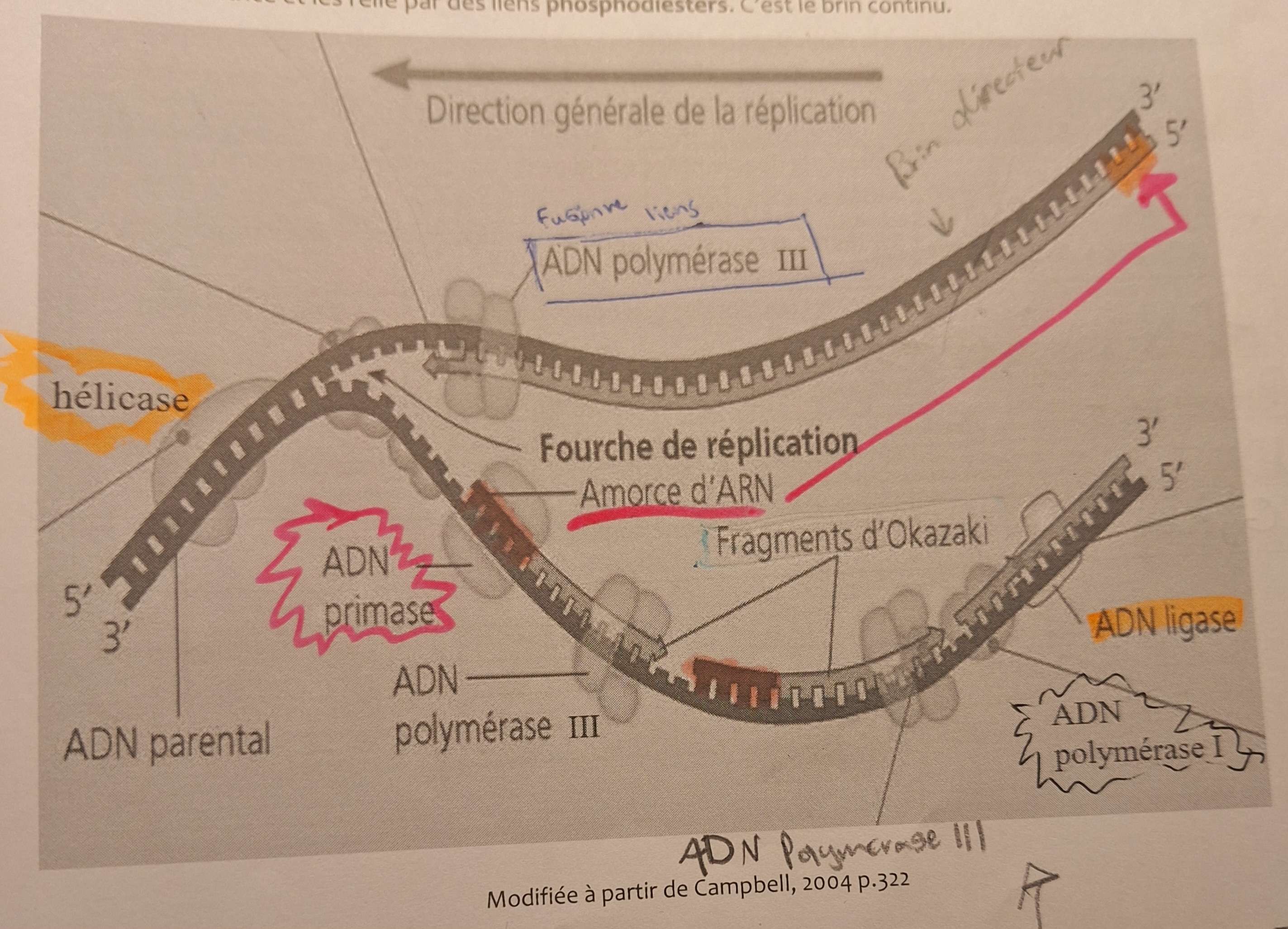 <p>Décrire la réplication semi-conservatrice de l'ADN</p>