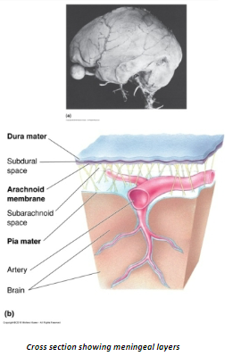 <p><strong>Dura mater</strong>: The outermost, tough layer that provides the brain with protection.</p><p><strong>Arachnoid mater</strong>: The middle layer, which is web-like and cushions the brain.</p><p><strong>Pia mater</strong>: The innermost layer, which closely adheres to the brain and spinal cord, providing a thin, protective barrier.</p>