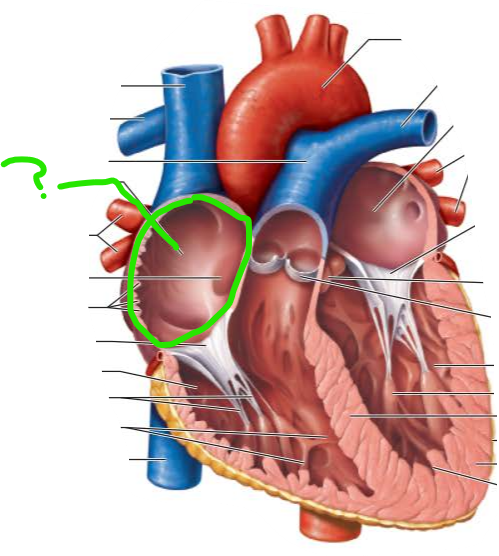 <p>name the internal structure </p>