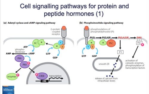 <p>✿Hormone binds to G protein receptor</p><p>✿G protein is activated</p><p>✿Converts GTP to GDP</p><p>✿Alpha subunit dissociates and activates adenylate cyclase (AC)</p><p>✿AC produces cyclic AMP (cAMP)</p><p>✿cAMP activates protein kinase A (PKA)</p><p>✿PKA activates cellular proteins or transcription factors, leading to transcriptional responses</p>