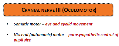 <p><strong>Somatic motor:</strong> Controls <strong>eye and eyelid movement</strong>.</p><p><strong>Visceral (autonomic) motor:</strong> Provides <strong>parasympathetic control</strong> of pupil size.</p>