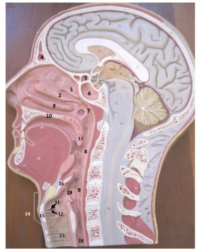 8 from uvula to start of larynx