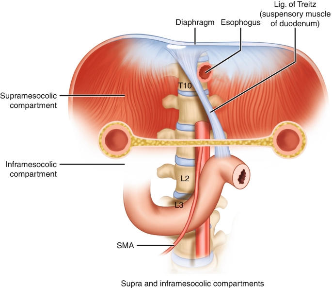 <p>Suspensory muscle of the duodenum</p>