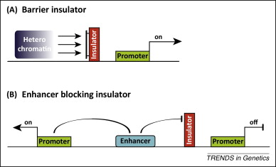 <p>Insulators prevent enhancers and silencers from influencing other genes.</p><p>They act as short sequences that provide boundaries between regulatory elements.</p>