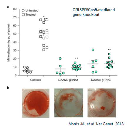 <p>Identifying the most relevant cell type for the study, often disease-specific.</p><p>Confirming gene/protein expression using techniques like qPCR or Western blot.</p><p>Determining protein localization within the cell via immunofluorescence studies.</p><p>Testing whether the variant impacts cell functionality using assays like luciferase.</p><p>Assessing cellular behaviors such as migration or proliferation.</p><p>Observing the cell's response to treatment or stimuli.</p>