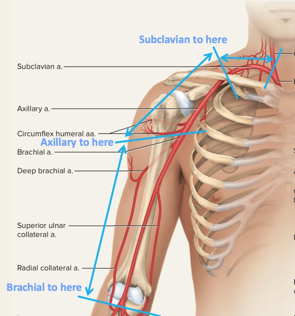 <p>The subclavian artery becomes the axillary artery at the lateral border of the first rib.</p><p></p><p>REMEMBER S-A-B</p>