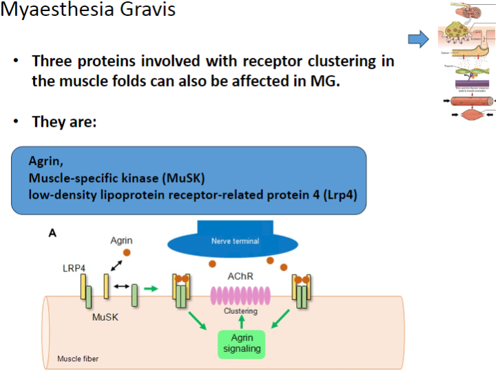 <p><strong>Agrin</strong> is a protein that helps to cluster <strong>nicotinic acetylcholine receptors (AChRs)</strong> at the neuromuscular junction.</p><p>In <strong>Myasthenia Gravis</strong>, <strong>Agrin</strong> function may be disrupted, impairing proper receptor clustering and neuromuscular transmission.</p>