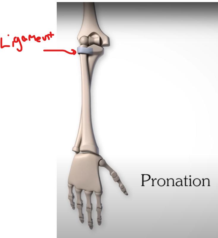 <p>uniaxial movement</p><p>rotation</p>