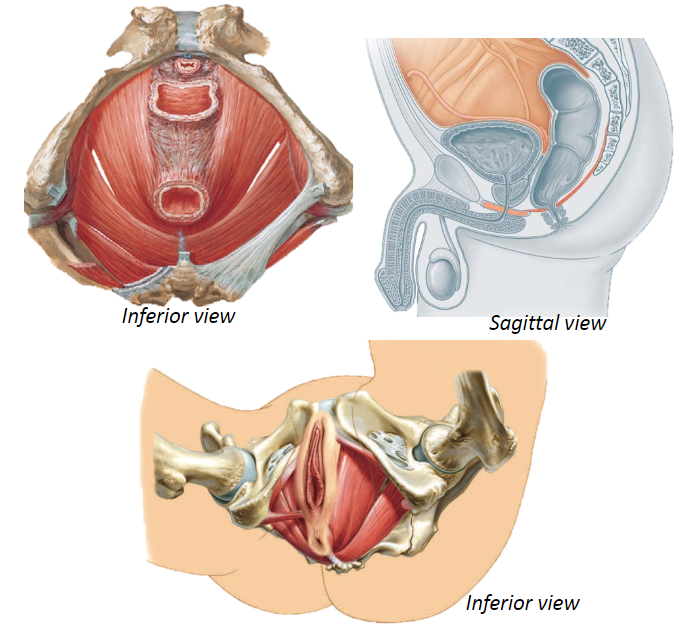 <p>The inferior boundary of the pelvic cavity</p><p>The superior boundary of the perineum</p>