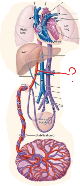 <p><em>Name this fetal structure </em></p><p>-umbilical cord blood vessel</p><p>-carries blood rich in nutrients to fetus</p><p></p><p><em>Name the post natal structure:</em></p>