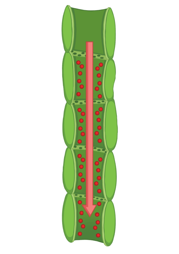 Phloem cell