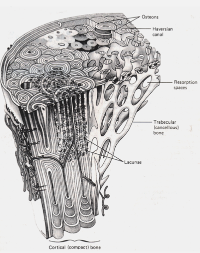 <p><strong>Cortical (compact) bone</strong>: Dense, outer layer of bone.</p><p><strong>Trabecular (spongy, cancellous) bone</strong>: Lighter, inner layer with a honeycomb-like structure.</p>