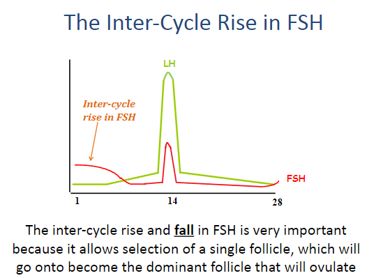 <p>The inter-cycle rise and fall in FSH is crucial for the selection of a single follicle.</p><p>This follicle will go on to become the dominant follicle that will ovulate.</p>