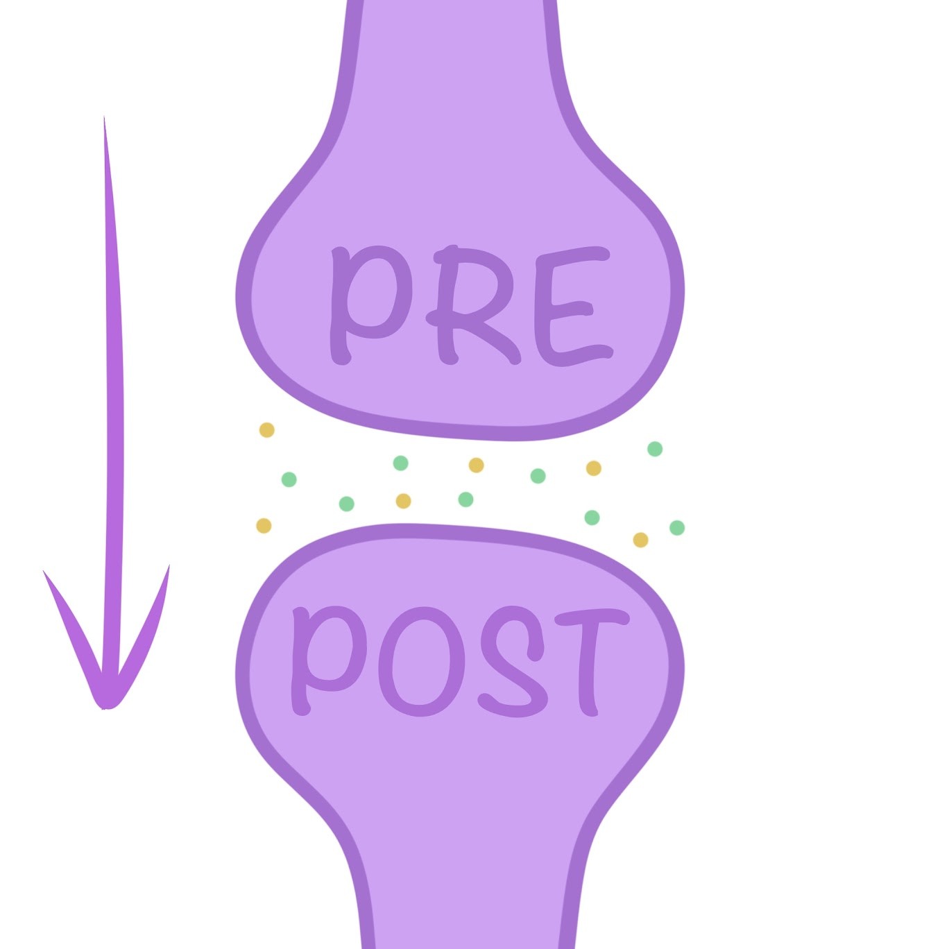 <p><span class="tt-bg-yellow">Pre</span>synaptic; <span class="tt-bg-yellow">Post</span>synaptic</p>