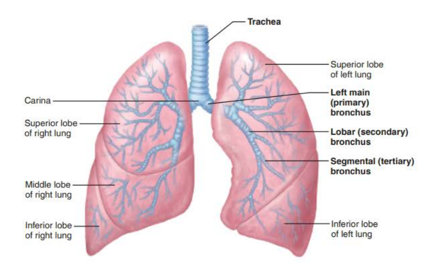 <p>bronchi</p><p>irregular plates </p><p>cartilage</p><p>cartilage rings</p><p>bronchioles&nbsp;</p>