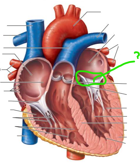 <p>name the internal structure </p>