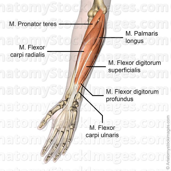 <p>HMF</p><p>Humerus</p><p>Metacarpals</p><p>Flexes hand at wrist</p><p>Wrist</p>
