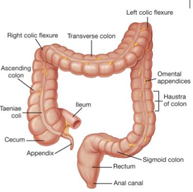 <p>The colon has longitudinal fibers that tighten into three bands called taeniae coli. It transitions back to circular muscle fibers in the rectum. The colon features haustra, which resemble accordion folds. There is a change in structure from the mid to hind gut, occurring approximately two-thirds along the transverse colon. Its relation to the peritoneum varies, and it also contains omental appendices.</p>