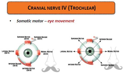 <p><strong>Somatic motor:</strong> Controls <strong>eye movement</strong>.</p>