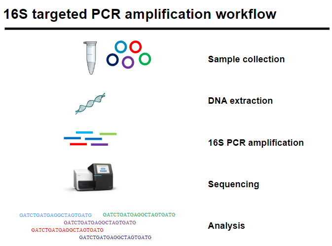 <p><strong>16S targeted PCR amplification</strong> studies bacterial communities by amplifying the <strong>16S rRNA</strong> gene, part of the <strong>30S small subunit</strong> of the <strong>prokaryotic ribosome</strong>.</p><p>The gene has <strong>conserved regions</strong> (identical across species) and <strong>variable regions</strong> (species-specific), enabling bacterial classification.</p><p><strong>Workflow</strong>:</p><p><strong>Sample collection</strong>: Obtain biological/environmental samples.</p><p><strong>DNA extraction</strong>: Isolate DNA from samples.</p><p><strong>16S PCR amplification</strong>: Amplify the 16S gene.</p><p><strong>Sequencing</strong>: Sequence the amplified DNA.</p><p><strong>Analysis</strong>: Analyze sequences to identify species and community composition.</p>