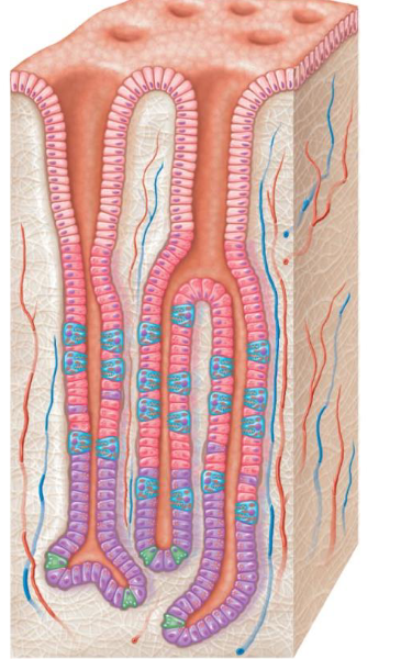 <p>- exocrine glands that secrete gastric juice into the gastric pits where it then enters the lumen of the stomach</p>