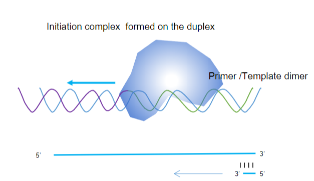 <p><strong>Recognizing the Initiation Complex:</strong> The enzyme recognizes a specific structure formed by the partially double-stranded DNA, allowing it to bind and initiate the reaction.</p><p><strong>Extending the DNA Strand:</strong> It extends the newly synthesized strand from the 3’ end of the non-template strand, facilitating the amplification of the target DNA segment.</p>