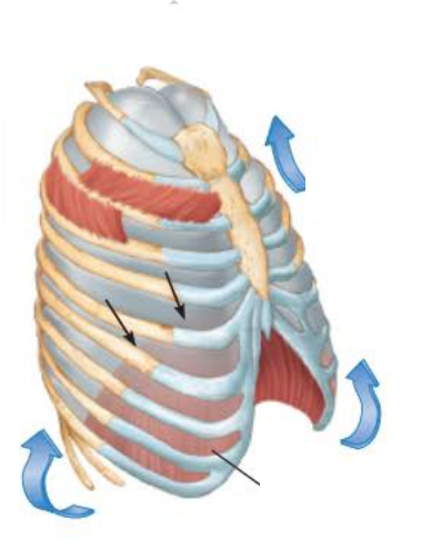 <p><strong>Inhalation&nbsp;1/5</strong></p><p><em><sub>name the muscles involved and the action they perform</sub></em></p><p></p><p>_____________ ____________ contract causing the __________ to contract and move ____________ and the __________ _______________ contract which ___________ the ____ and _________</p><p>___________ ___________</p><p>_______ ________</p><p>____________ _________ ________</p><p>_________ _________ ______</p>