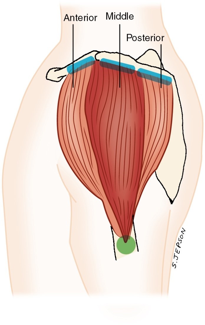 <p>posterior deltoid</p>