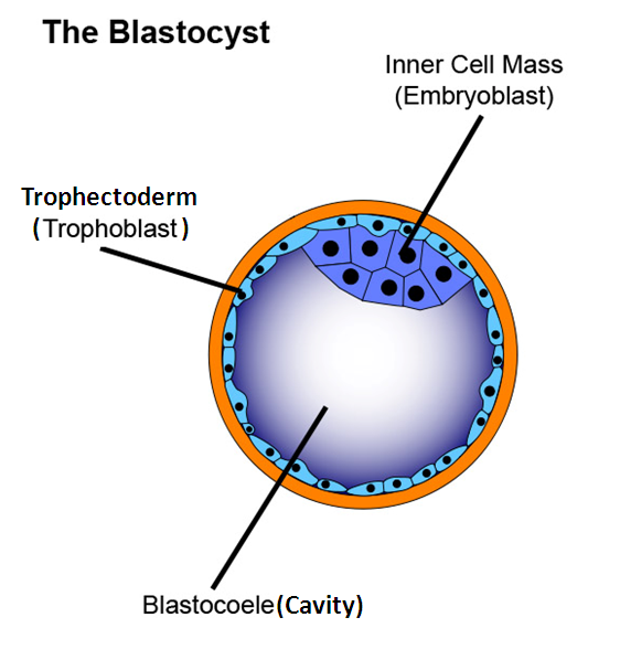 <p><strong><span class="tt-bg-blue">Inner Cell Mass (ICM)</span></strong>: The ICM will form the embryo itself, differentiating into the <span class="tt-bg-blue">three germ layers</span> that give rise to all the tissues and organs of the body.</p><p><strong><span class="tt-bg-red">Trophectoderm</span></strong><span class="tt-bg-red">:</span> The trophectoderm forms the <span class="tt-bg-red">placenta,</span> providing the necessary support for the developing embryo.</p><p><strong>Early Development</strong>: The <span class="tt-bg-green">ICM and trophectoderm work together to initiate early development</span>, with the ICM forming the embryo and the trophectoderm aiding in implantation and nutrient exchange.</p><p><strong>Formation of Extra-Embryonic Tissues</strong>: The trophectoderm also <span class="tt-bg-yellow">contributes to forming extra-embryonic tissues</span> essential for embryo survival and growth.</p>