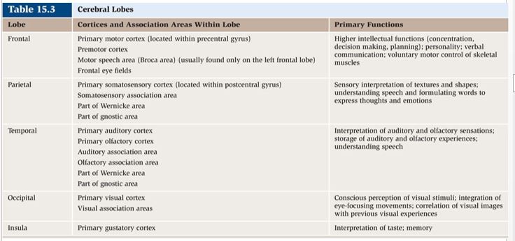 <p><u>Frontal lobe</u></p><p>Reasoning, planning, speech, movement, emotions, problem solving</p><p></p><p><u>Parietal</u></p><p>Movement, orientation, recognition, perception of stimuli</p><p></p><p><u>Occipital</u></p><p>Visual</p><p></p><p><u>Temporal</u></p><p>Perception, Hearing</p>