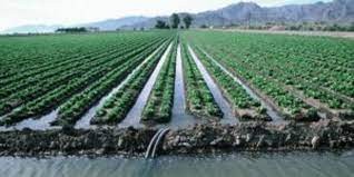 <p>small canals that make water flow further inland</p><p>Markets</p>