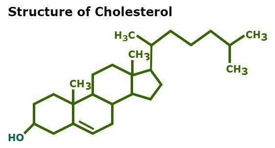 <p>Cholesterol</p>