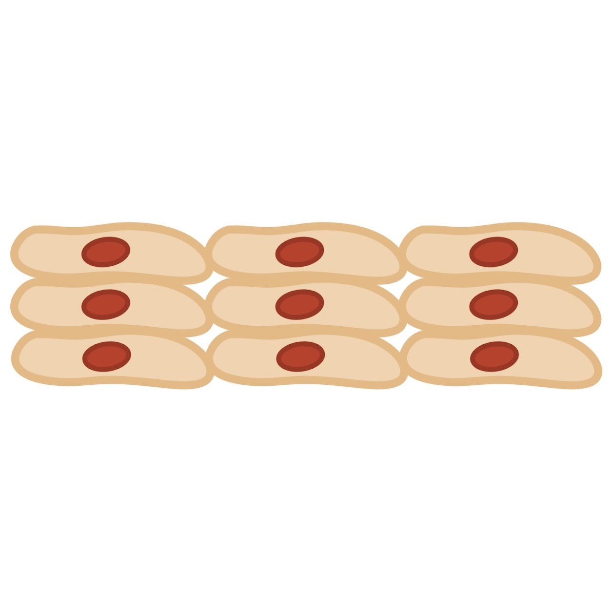 <p><span class="tt-bg-green">Multiple tiers</span> of epithelial cells</p>