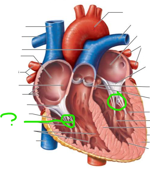 <p>name the internal structure </p>