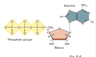 <p>Identify this nucleotide</p>