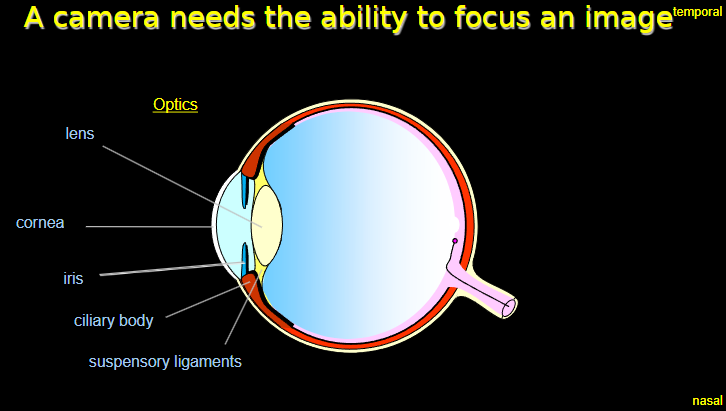 <p><strong>Lens:</strong> Changes shape (accommodation) to focus light onto the retina.</p><p><strong>Cornea:</strong> Provides the majority of the eye's refractive power.</p><p><strong>Iris:</strong> Controls the amount of light entering the eye by adjusting the size of the pupil.</p><p><strong>Ciliary body:</strong> Adjusts the lens shape by contracting or relaxing.</p><p><strong>Suspensory ligaments:</strong> Connect the ciliary body to the lens, facilitating its movement.</p><p><strong>Optics:</strong> The combined action of these structures ensures a focused image on the retina.</p>