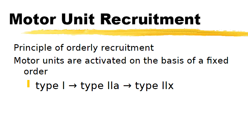 <p>type 1 -&gt; type IIa -&gt; type IIx</p>