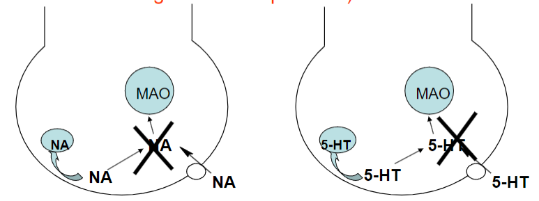 <p>The Monoamine Theory suggests that depression is caused by reduced activity of central noradrenergic and/or serotonergic systems.</p><p>Proposed by Schildkraut in 1965.</p>