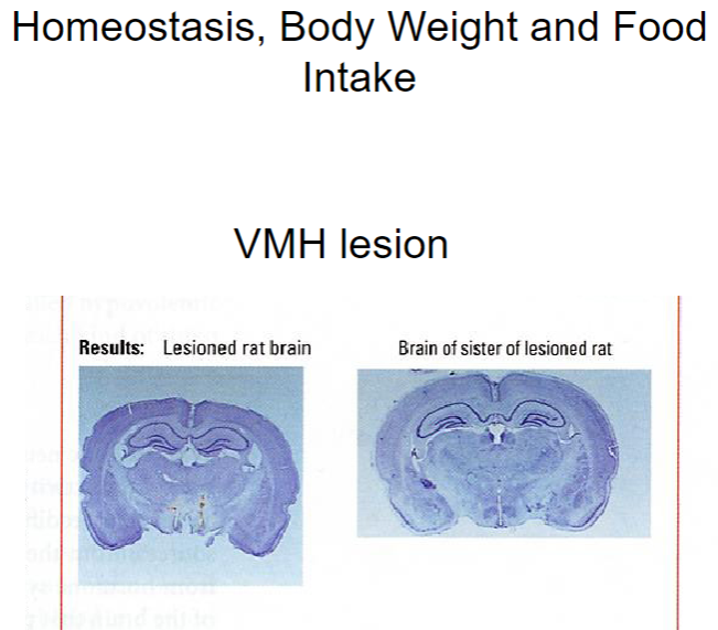 <p><strong>VMH (ventromedial hypothalamus) lesion</strong>: Disrupts the body's ability to regulate satiety, leading to overeating and weight gain.</p><p>This lesion causes the animal to lose the ability to sense when it is full, impairing homeostasis and energy balance.</p><p><strong>Increased food intake</strong>: Without the satiety signal from the VMH, animals will continue to eat, leading to obesity and higher body weight.</p>