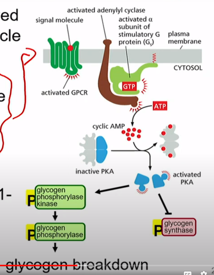 <p>Ligand(signal molecule) = Adrenaline</p><p>1. Promotes Breakdown of Glycogen</p><p>2. Inhibits glycogen synthesis</p>