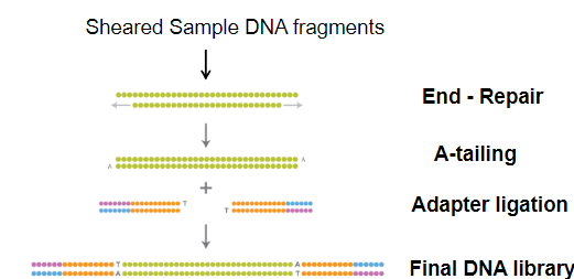 <p><strong>Fragmentation</strong>: DNA is chopped into small fragments, typically 300 base pairs long, through shearing.</p><p><strong>Methods of Shearing</strong>: Shearing can be done chemically, enzymatically, or physically (e.g., sonication).</p><p><strong>Library</strong>: A DNA library is created from random fragments, typically from a patient's blood, for further sequencing study.</p>