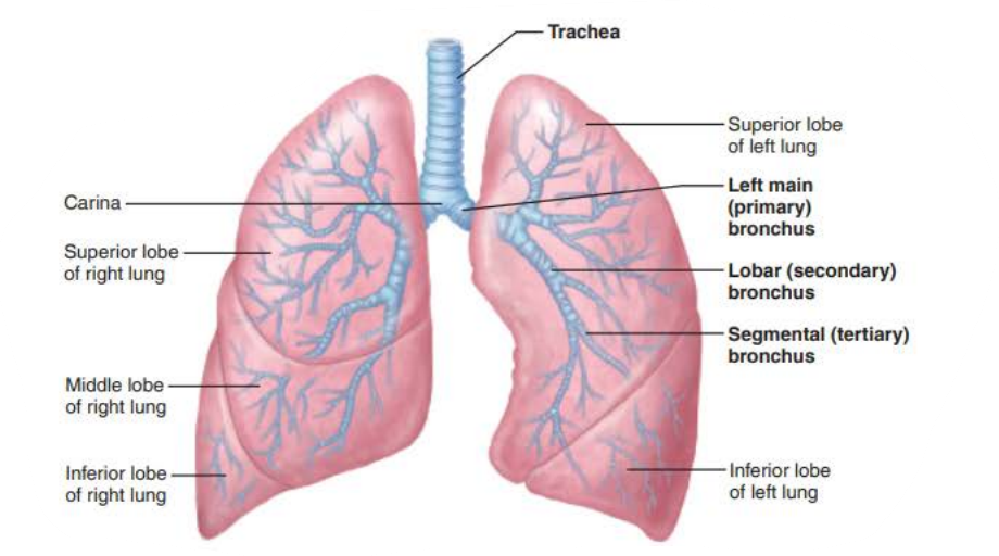 <p>Trachea</p><p>carina</p><p>warm</p><p>cleansed</p><p>water vapor</p><p>elastic</p><p>flexibility</p><p>inspiration</p><p>recoil</p><p>expiration</p>