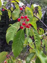 <p>Pin Cherry</p>