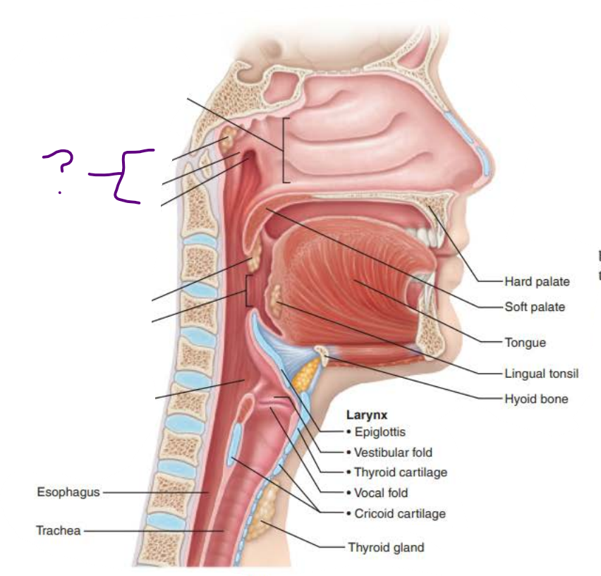 <p><strong><u>Mucous membranes of the Nasal Cavity</u></strong></p><p><strong><em>Name:</em> _____________</strong></p><p><strong><em>Structure:</em></strong></p><p>Posterior to nasal cavity</p><p>Inferior to sphenoid bone</p><p>Superior to soft palate</p><p>Continuous with the _________ _____ _________</p><p>composed of _______________ ________ ___________</p><p>Contains the ___________ and ______ tonsils&nbsp;</p><p>Contains the __________ _____</p>