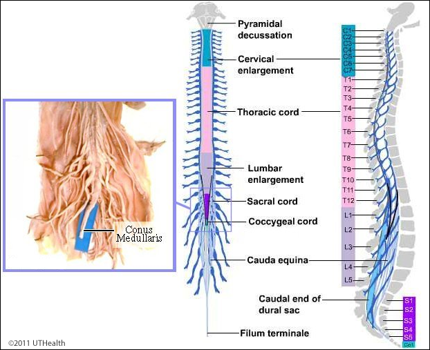 <p><strong>Cervical enlargement</strong>: Provides sensory and motor innervation to the upper limbs.</p><p><strong>Lumbar enlargement</strong>: Provides sensory and motor innervation to the lower limbs.</p>