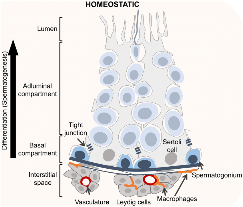 <p>The adluminal compartment is filled with secretions from Sertoli cells.</p><p>These secretions support and nourish the developing sperm cells.</p>