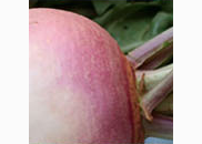 <p>turnip</p>