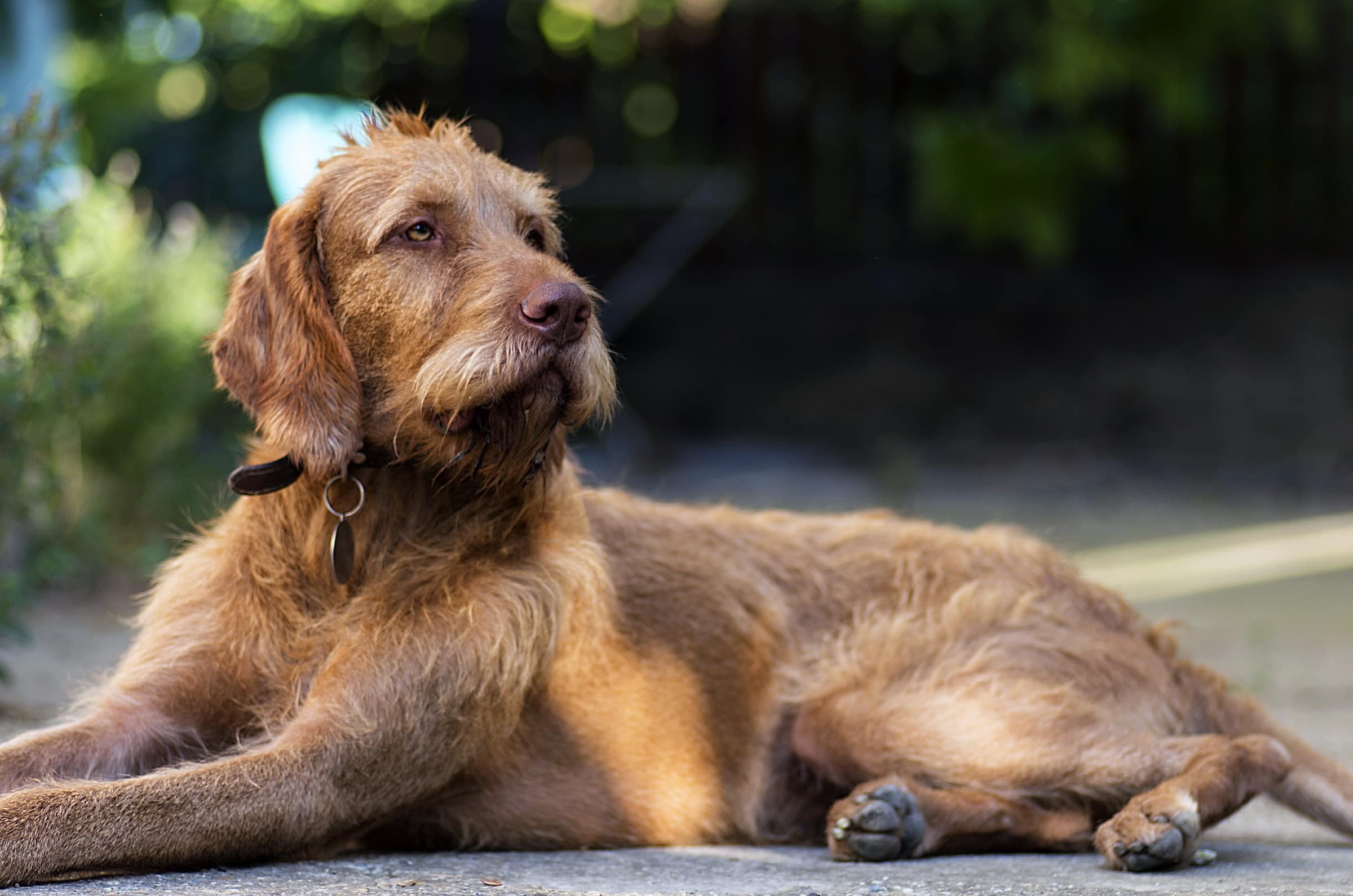 <p>(<strong>Staande honden) Welke ras, en wat voor vacht?</strong></p>