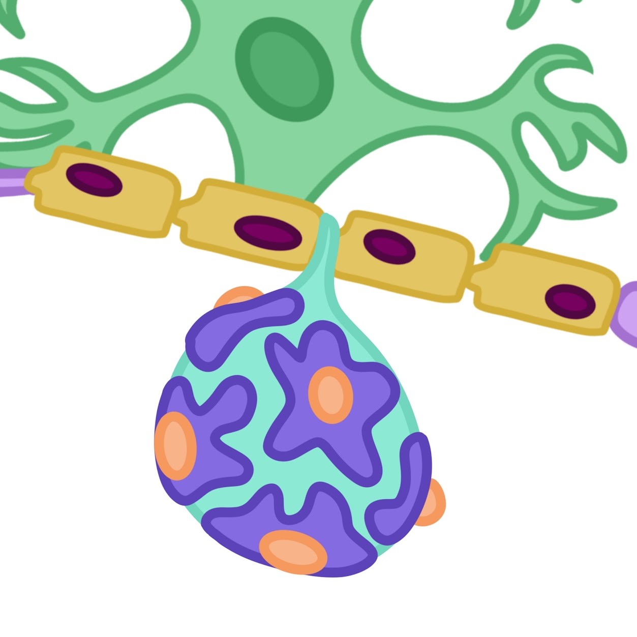 <p>Provide <span class="tt-bg-green">nutrients</span> and <span class="tt-bg-green">structural support</span> to neurons in the <span class="tt-bg-green">PNS</span></p>